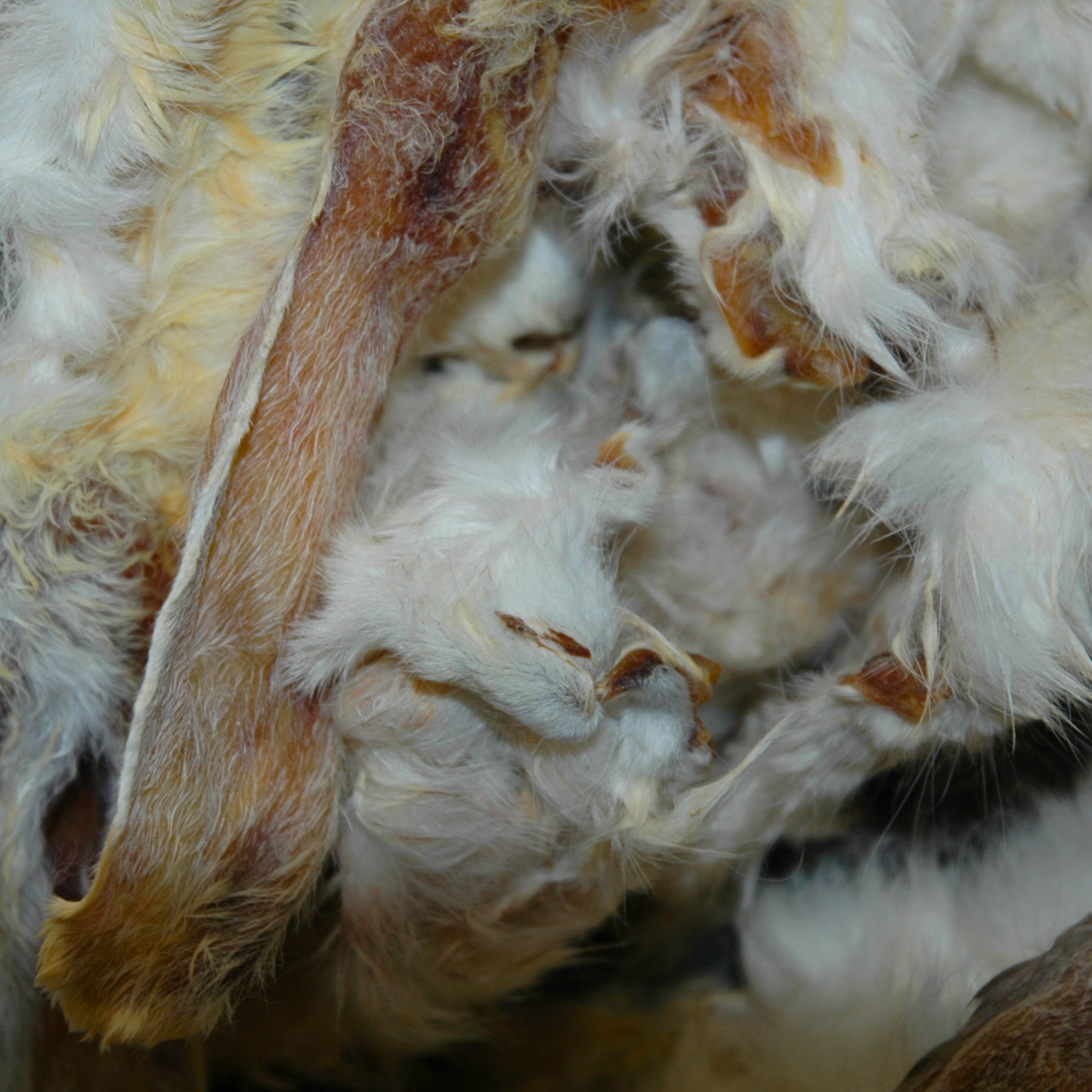 Close-up of dried rabbit ears with a focus on texture and color.