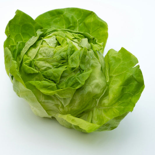Green leafy lettuce on a white background