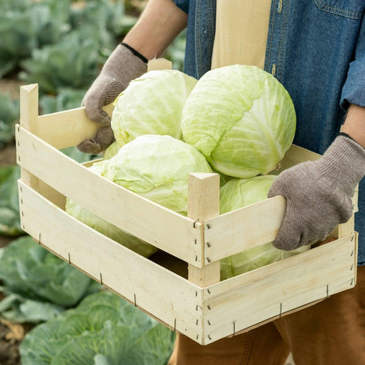 Cabbage - White- min 500g
