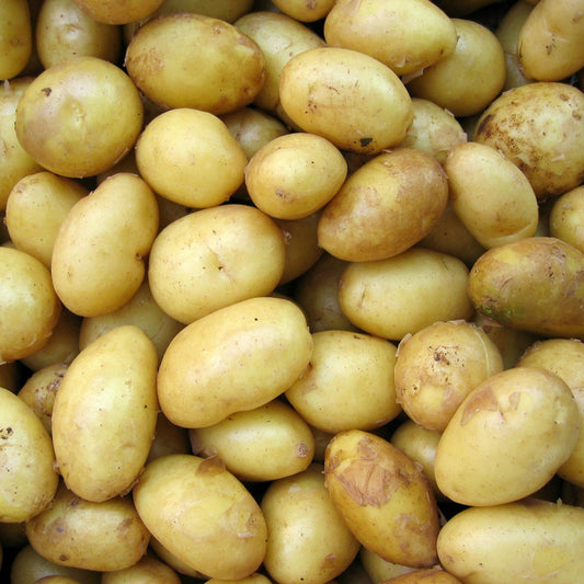 Close-up of a pile of yellow potatoes