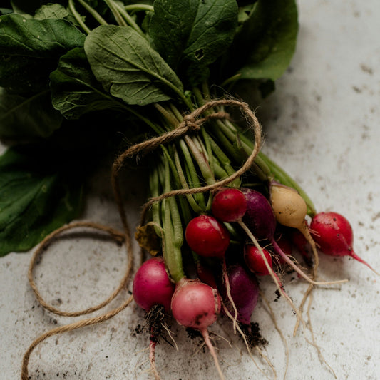 Bunch of radishes with green leaves tied together on a textured surface