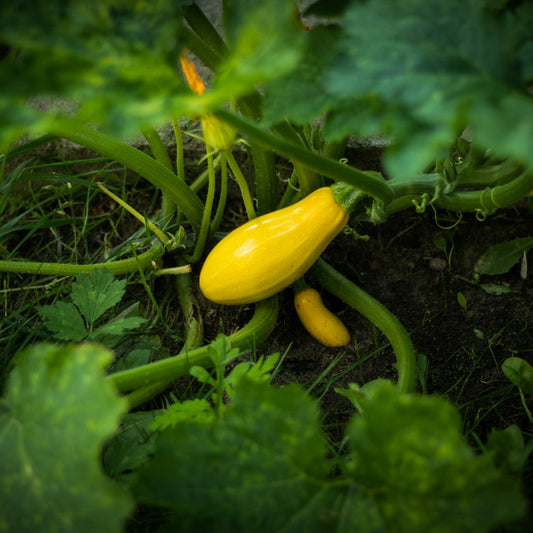 Yellow zucchini growing on a plant with green leaves.