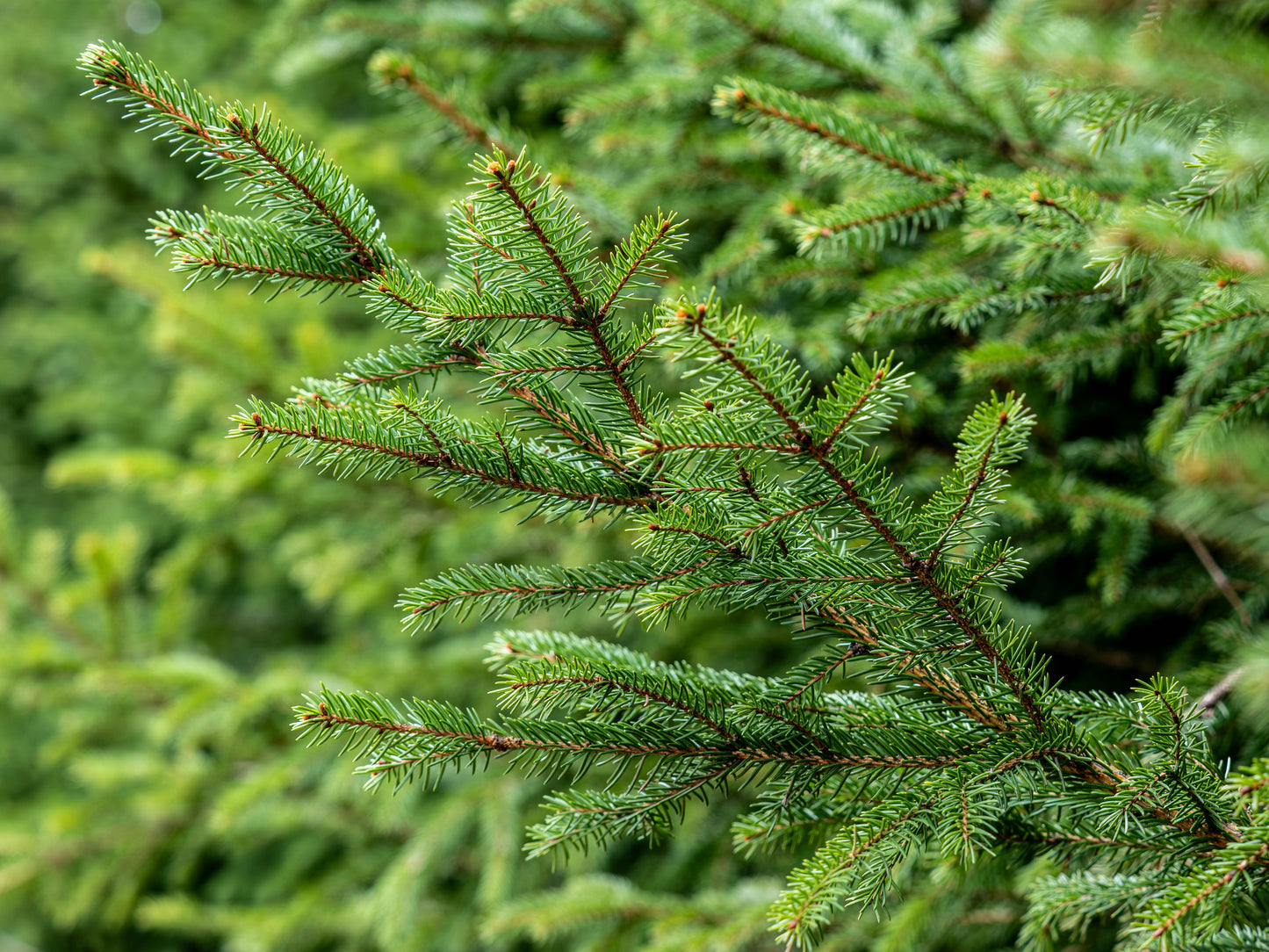 Norway Spruce Christmas Tree