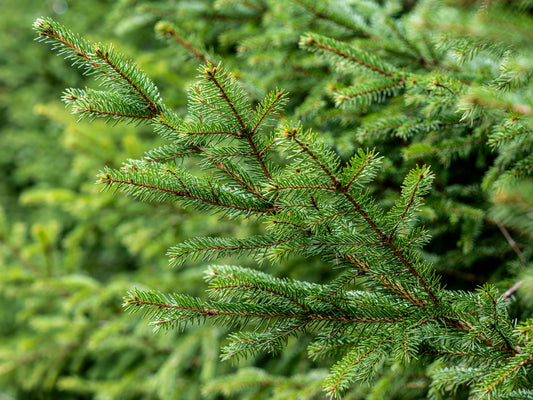 Norway Spruce Christmas Tree