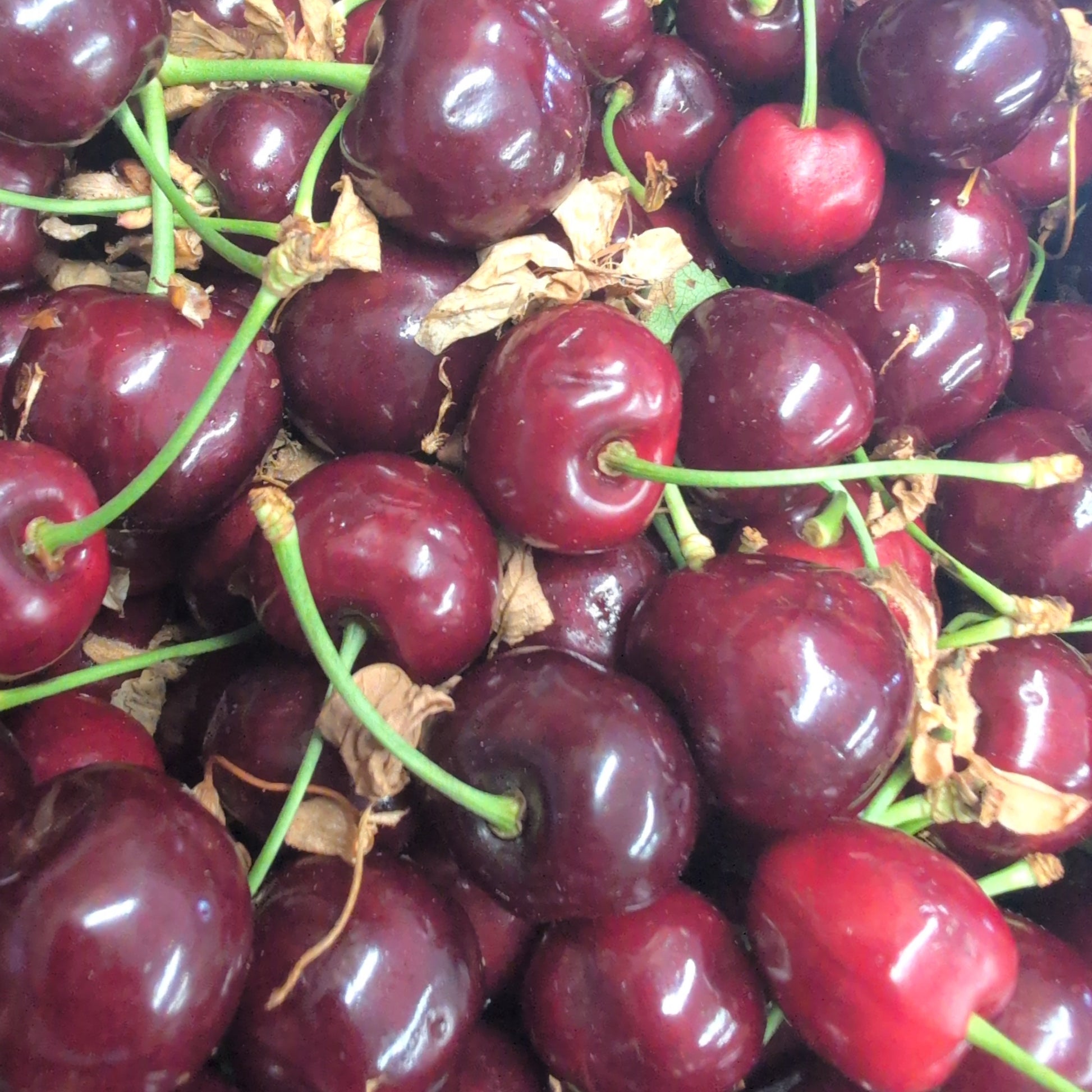 Close-up of a pile of dark red cherries with green stems.