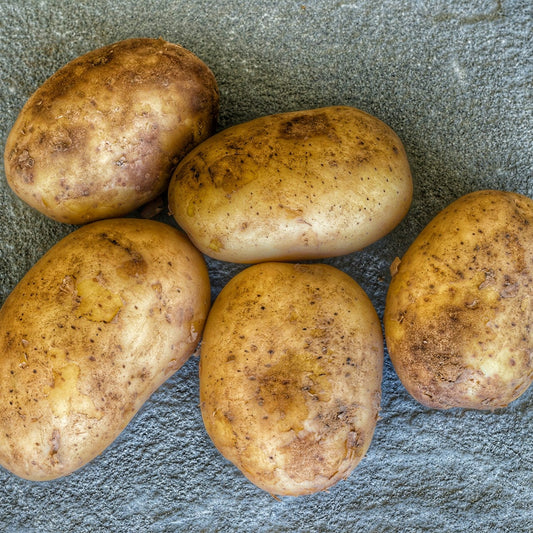 Five potatoes on a textured gray surface