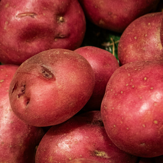 Close-up of red potatoes with visible skin texture